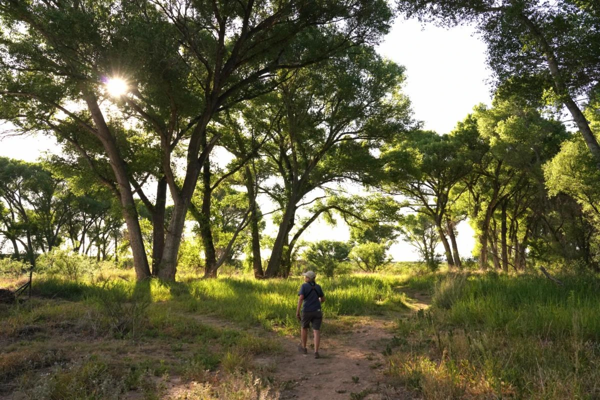 Hiker on tree lined trail Hiker on tree lined trail