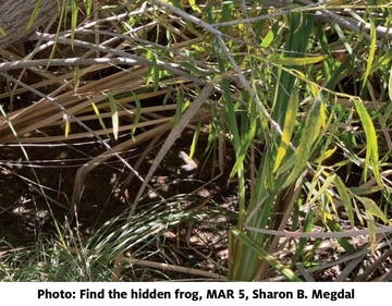 photo of hard to find frog