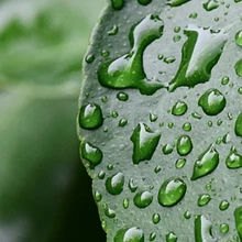 photo of cactus with water drops