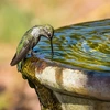 Hummingbird drinking water – WRRC 2024 Photo Contest