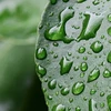 photo of cactus with water drops