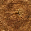 photo of tree rings