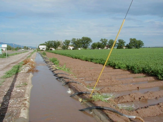 Cotton farming in Safford