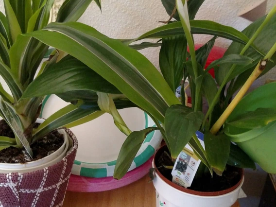 Anne-Marie Meegan - Watering plants including peace lily