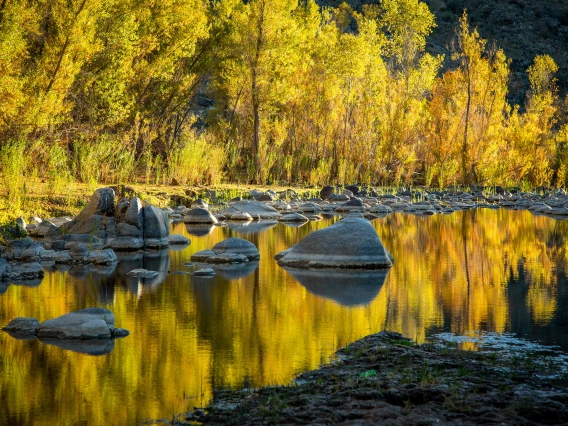 Justin Clifton - Golden Light 2020 Burro Creek