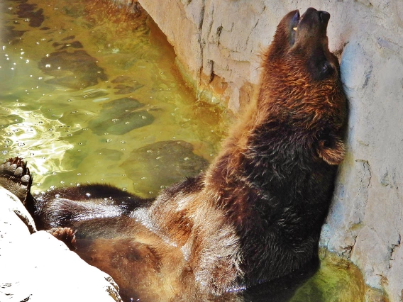 Steven Frank - Image bearable water hole 2021 Reid Park Zoo Tucson AZ