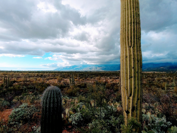 Jake Golden - Saguaro National Park East Post Rainfall 2017 Tucson