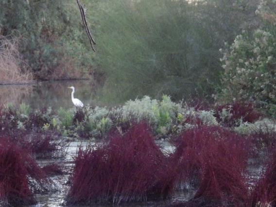 Donna Jenning - In The Dry Desert Birdwatcher Pond Gilbert Riparian Preserve Dec
