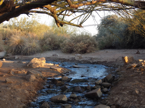 Donna Jennings - Beautiful Use Water Resources dry desert city Gilbert Riparian Preserve Dec 2020