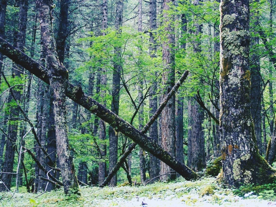 Jiang Wenkai - forest tibet