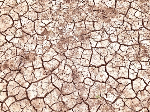 Rachael King - Drought in the Sitgreaves 2021