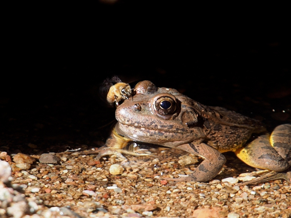 Colleen Miniuk - Cienega Creek frog 2020