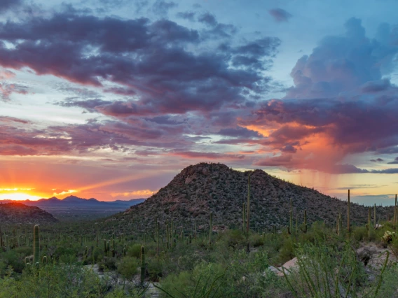 Mark Navarro - Pink water from the sky - Saguaro Nation Park West