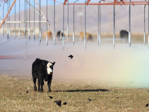 David Quanrud - Chasing a rainbow 2010 Sulphur Springs Valley AZ