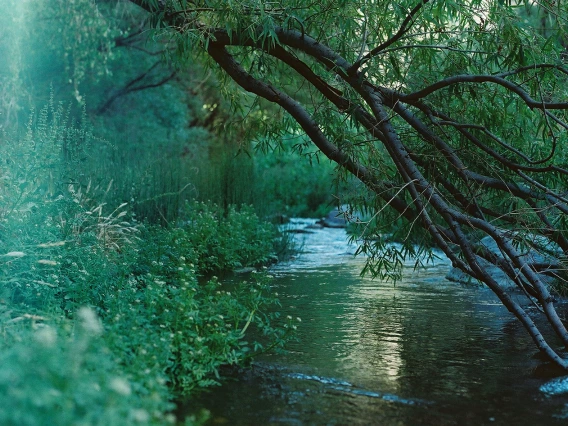 Shelby Thompson - Lenker Effect 2021 Aravaipa Canyon