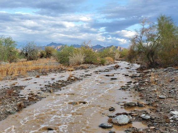 Bert Bell - Rain in the Desert