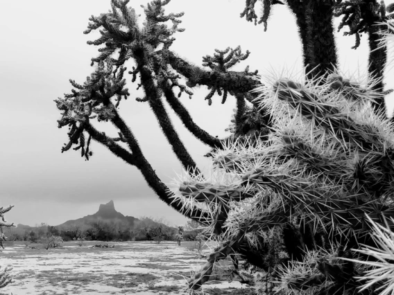 Tamara Holt - Cholla Tree - Picacho Peak 2019