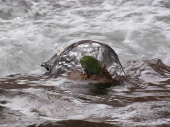 Annah Nyburg - The art of water - Sedona 2019