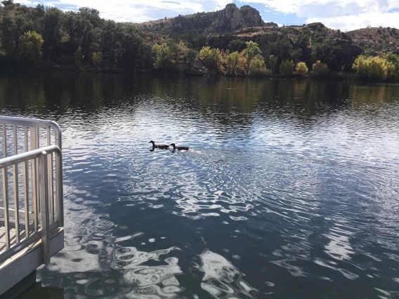 Shirley Roemer Ducks on the lake 2020 Pena Blanca Lake