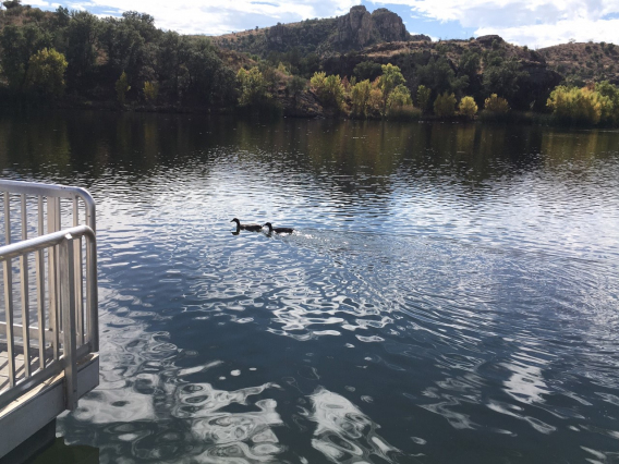 Shirley Roemer Ducks on the lake 2020 Pena Blanca Lake