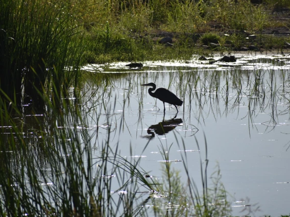 Jerry Webster - Heron in Santa Cruz - 2019