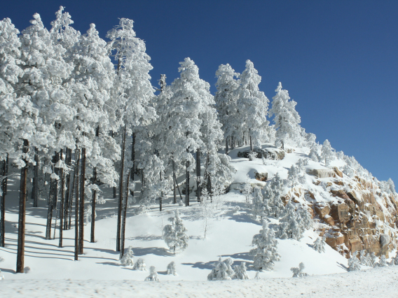 Annette Coffey photo showing snow topped pine trees in a winter scene