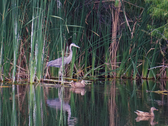 Amy Fee photo of a blue heron reflected in water at sweetwater wetlands 