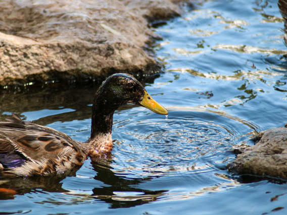 Sasha Gil photo of a duck in water