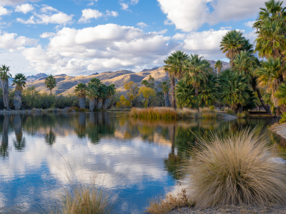 Eric Jewett showing reflections at Agua Caliente Park in Tucson. Clouds and a blue sky in the background
