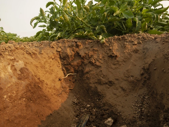 Isaya Kisekka; Surbsurface drip irrigation as climate change adaption technology; Davis, CA; 2018