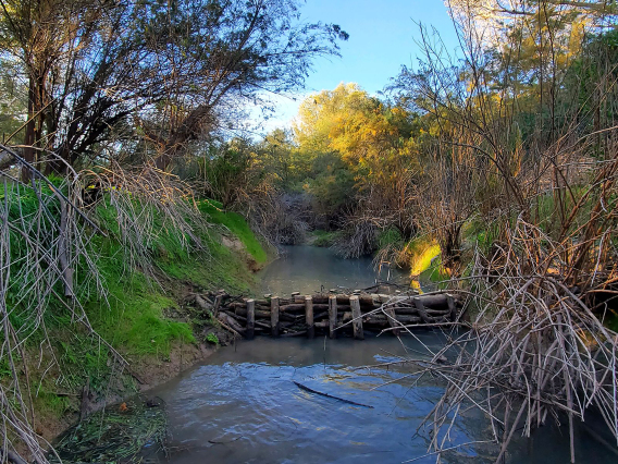 Matt Minjares; Beaver dam analog; San Pedro River, AZ; 2022