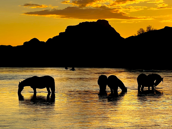 Nathan Nutter photo showing horses drinking on the salt river at sunset. Mountains can be seen in the background and the horses are shown in sillhoutte 