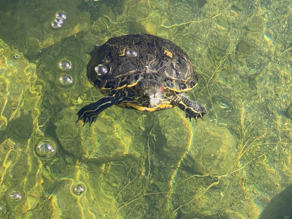 Jael Walker photo showing a turtle in water