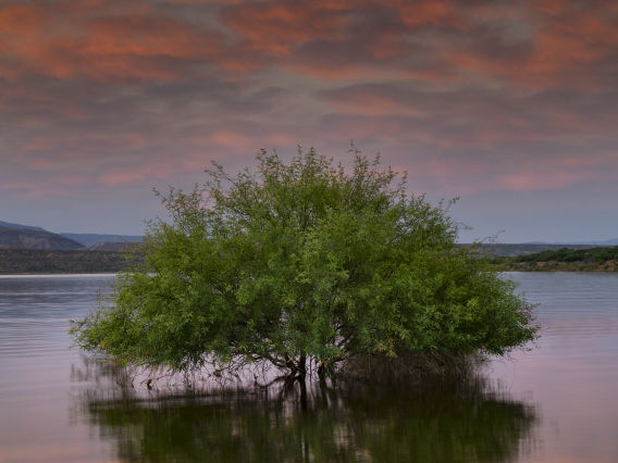Dave Wilson photo showing a tree in roosevelt lake arizona