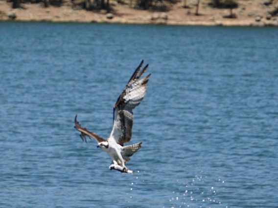 Amy Fee - Osprey with Food, White Mountains, AZ