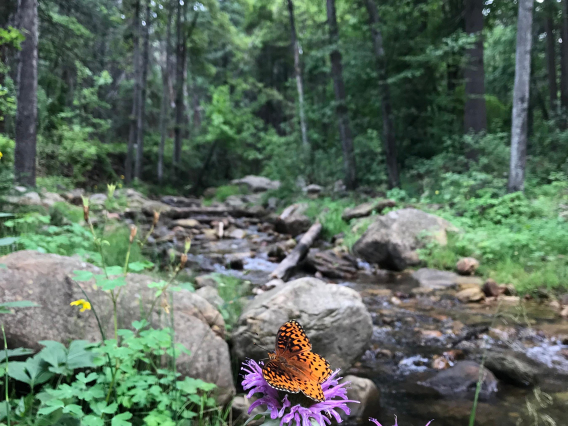Emma Harries - Butterfly, Horton Creek, AZ