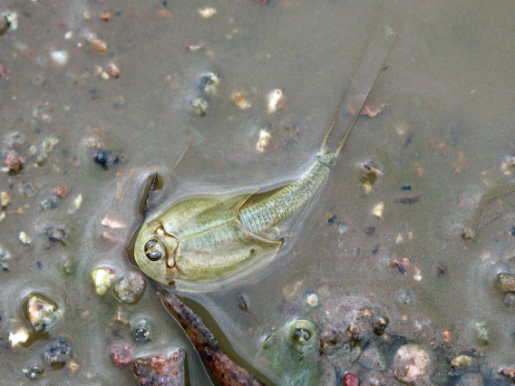 John Vanveld Huizen - Longtail Tadpole shrimp, Green Valley, AZ, 2023
