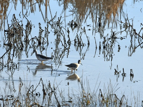 Dietlinde DuPlessis - Birding