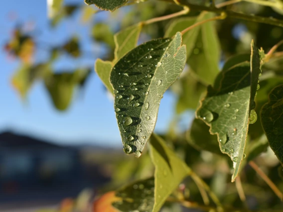 photo of a leaf with water drops on it