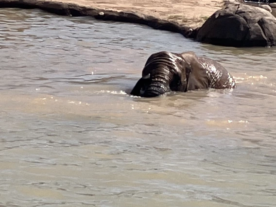 A photo of an elephant in water