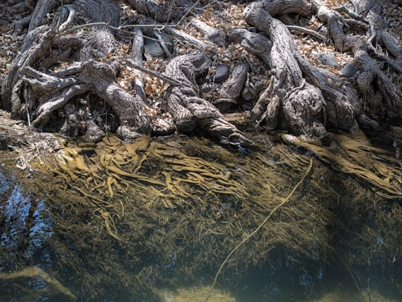 a tree with roots partially in water