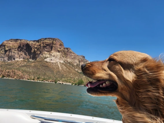 dog on a boat looking happy on a sunny day