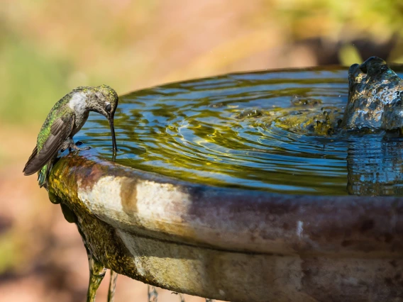 a photo of a humming bird drinking from a bird bath