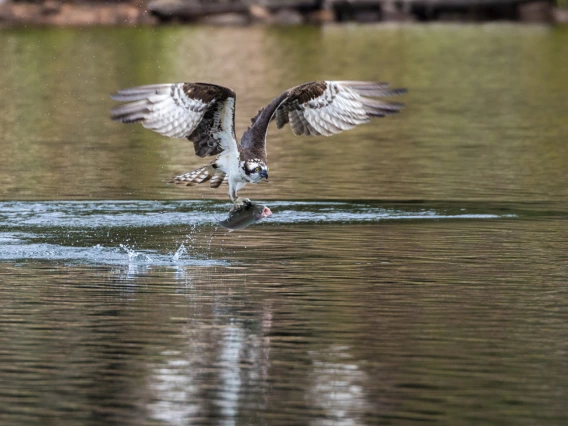 an osprey catching a fish on Woods Canyon Lake