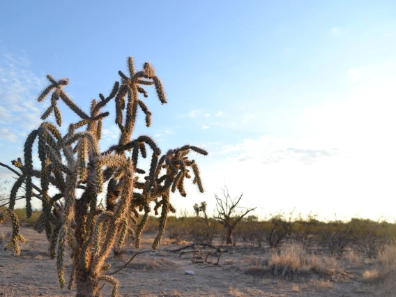 photo of a cholla in the desert