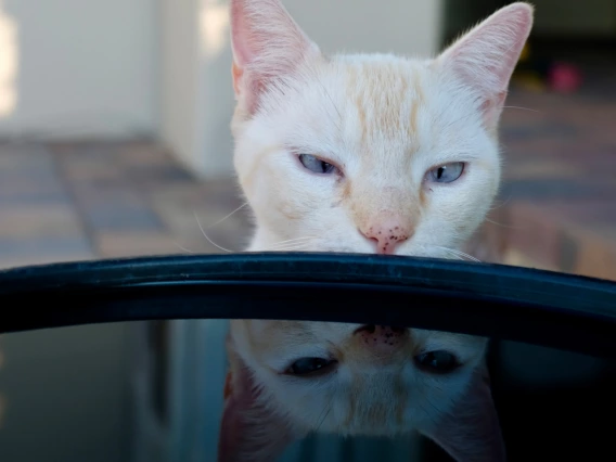 A cat staring at its reflection in a bowl