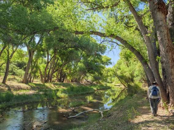 a person walking next to the san pedro river. trees with green leaves forming a canopy over the river