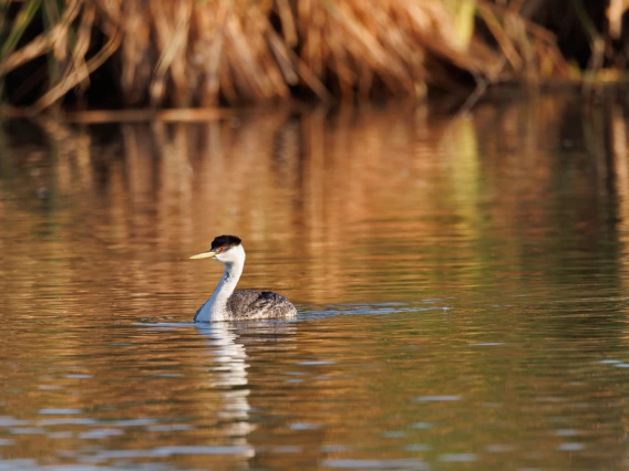 a water bird on a body of water