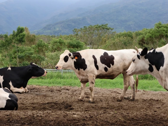 photo of a cow in a muddy field with grass, trees, and stormy horizon 