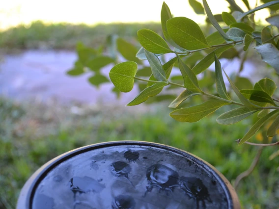 photo showing raindrops in a bird bath